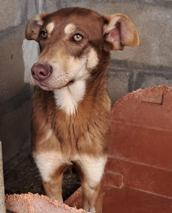 Nutella, cucciolo buonissimo Foto 5